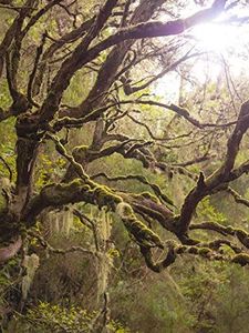 Obiektyw Panasonic Leica DG Vario Elmarit Leica M 12-60 mm F/2.8 OEM 8