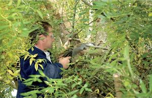 Draper Draper Piła do gałęzi 500 mm 2