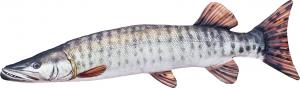 Gaby Poduszka Ryba Szczupak Amerykański Muskie 80cm 1