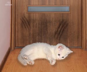 Stamal Folia ochronna do drzwi mebli 152x80cm PET GUARD uniwersalny 5