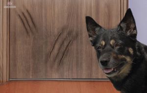 Stamal Folia ochronna do drzwi mebli 152x80cm PET GUARD uniwersalny 6