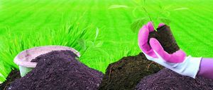 Spontex Rękawice Lady Garden M 310037 SPONTEX 2