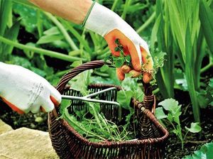 Spontex Rękawice Lady Garden M 310037 SPONTEX 5