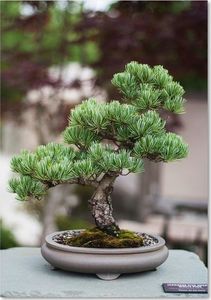 Feeby Deco Panel, Bonsai 70x100 1