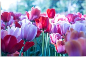 Feeby Obraz na płótnie - Canvas, Wśród tulipanów 80x60 1