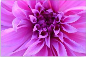 Feeby Obraz na płótnie - Canvas, Purpurowy kwiat 120x80 1