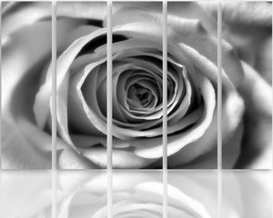 Feeby Obraz pięcioczęściowy na płótnie Canvas, pentaptyk typ C, Kwiat róży 150x100 1