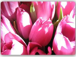 Feeby Wydruk na metalu, Różowe tulipany 2 30x20 1