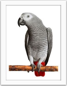 Feeby Obraz w ramie białej, Afryki Grey Parrot 21x29,7 1