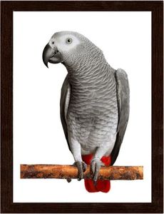 Feeby Obraz w ramie brązowej, Afryki Grey Parrot 21x29,7 1