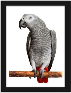 Feeby Obraz w ramie czarnej, Afryki Grey Parrot 21x29,7 1