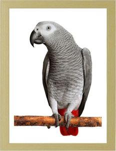 Feeby Obraz w ramie naturalnej, Afryki Grey Parrot 21x29,7 1