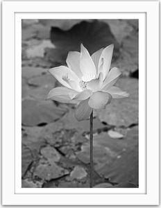 Feeby Obraz w ramie białej, Biała Lilia wodna 80x120 1
