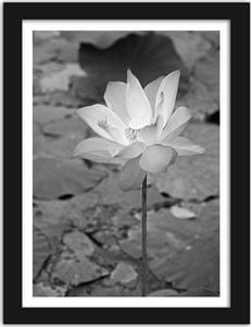 Feeby Obraz w ramie czarnej, Biała Lilia wodna 50x70 1