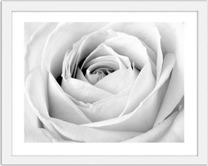 Feeby Obraz w ramie białej, Biała róża 70x50 1