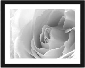 Feeby Obraz w ramie czarnej, Biała róża 3 29,7x21 1