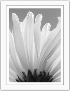 Feeby Obraz w ramie białej, Białe chryzantemy 2 60x80 1
