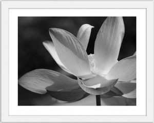 Feeby Obraz w ramie białej, Białe lilie 40x30 1