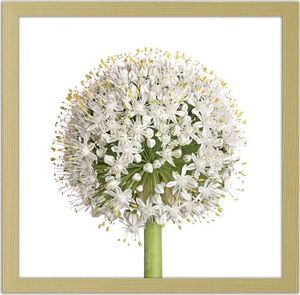 Feeby Obraz w ramie naturalnej, Biały kwiat czosnku 80x80 1