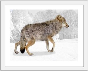 Feeby Obraz w ramie białej, Brązowy wilk 50x40 1