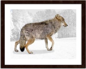 Feeby Obraz w ramie brązowej, Brązowy wilk 70x50 1