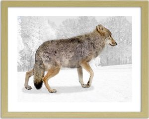 Feeby Obraz w ramie naturalnej, Brązowy wilk 70x50 1