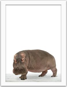 Feeby Obraz w ramie białej, Hipopotam 40x50 1