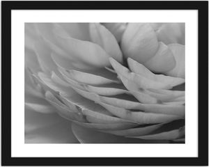 Feeby Obraz w ramie czarnej, Jaskier płatki kwiatu 29,7x21 1