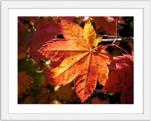 Feeby Obraz w ramie białej, Jesienny liść 90x60 1