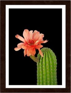 Feeby Obraz w ramie brązowej, Kaktus z czerwonym kwiatem 50x70 1