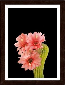Feeby Obraz w ramie brązowej, Kaktus z czerwonymi kwiatami 40x50 1