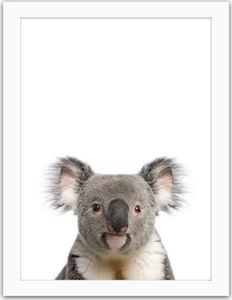 Feeby Obraz w ramie białej, Koala 80x120 1