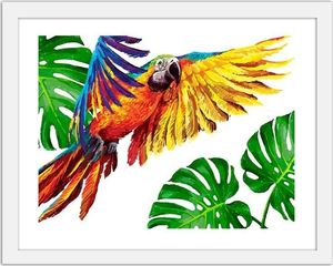 Feeby Obraz w ramie białej, Kolorowe papugi 40x30 1