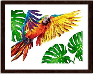 Feeby Obraz w ramie brązowej, Kolorowe papugi 50x40 1