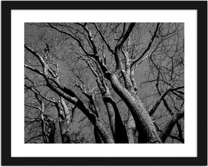 Feeby Obraz w ramie czarnej, Korona drzewa 2 29,7x21 1