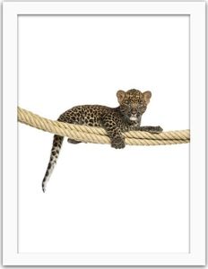 Feeby Obraz w ramie białej, Leopard na linie 70x100 1