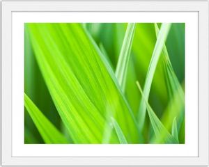 Feeby Obraz w ramie białej, Liście trawy 40x30 1