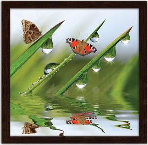 Feeby Obraz w ramie brązowej, Motyle na zroszonej trawie 20x20 1