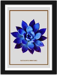 Feeby Obraz w ramie czarnej, Niebieski kaktus 3 40x60 1