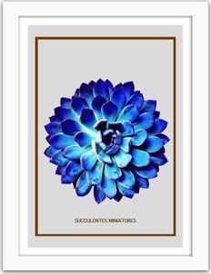 Feeby Obraz w ramie białej, Niebieski kaktus 4 21x29,7 1