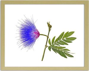 Feeby Obraz w ramie naturalnej, Niebiesko-różowy kwiat 90x60 1
