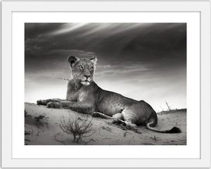 Feeby Obraz w ramie białej, Odpoczywająca lwica 70x50 1