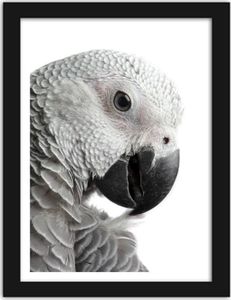 Feeby Obraz w ramie czarnej, Papuga Żako 40x50 1