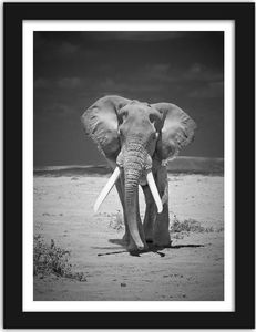 Feeby Obraz w ramie czarnej, Samotnie wędrujący słoń 50x70 1