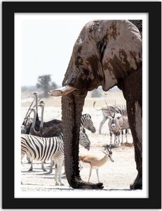 Feeby Obraz w ramie czarnej, Słoń afrykański 70x100 1
