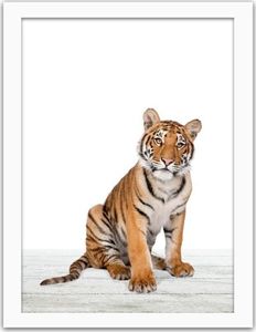 Feeby Obraz w ramie białej, Tygrys 70x100 1