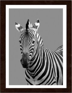 Feeby Obraz w ramie brązowej, Zebra w czerni i bieli 40x50 1