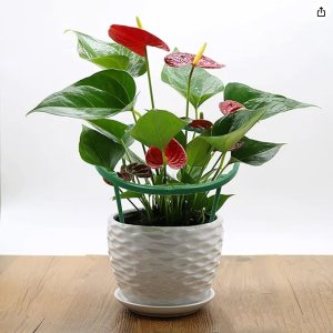 SHOPUJ.PL Stojak uchwyt do podtrzymywania roślin kwiatów zielony 4 szt. Pergola 7
