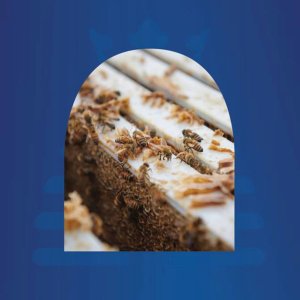 HONEY NEW ZEALAND HADDRELL'S_Miód manuka UMF16 MGO570 250g 7