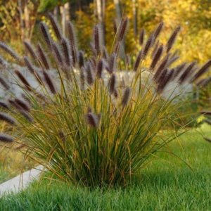 kwiatydonice Rozplenica japońska - Pennisetum alopecuroides 'Red Head' 2